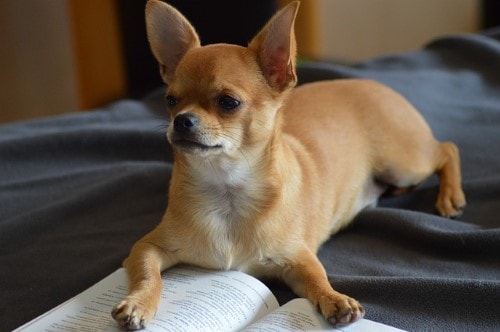 Crecimiento - Tabla de peso del cachorro Chihuahua